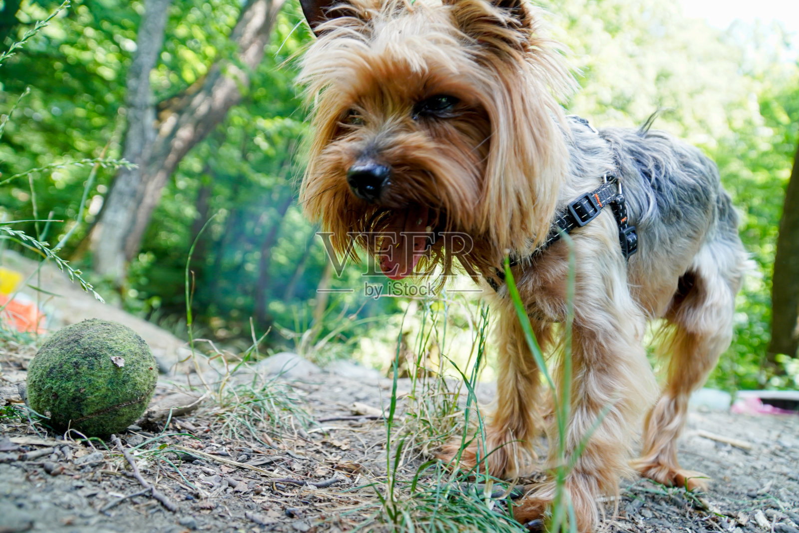 一只好奇的小狗的肖像，大约克夏梗照片摄影图片