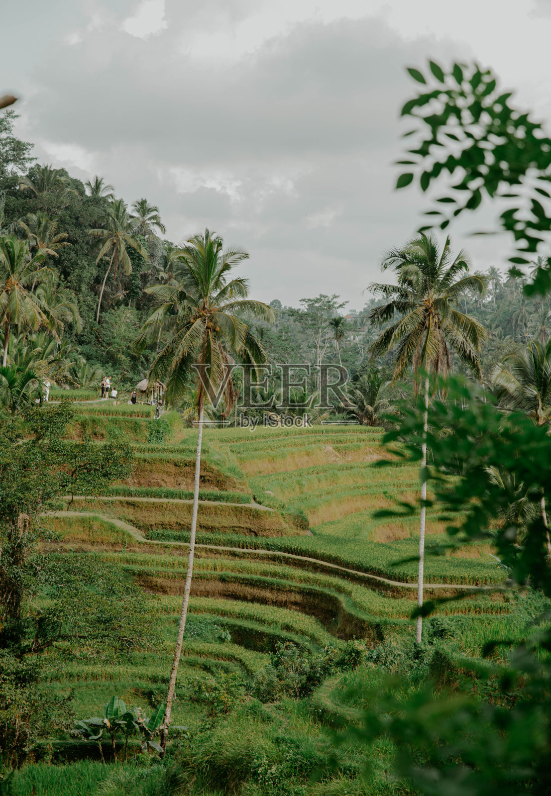 绿色绿洲照片摄影图片