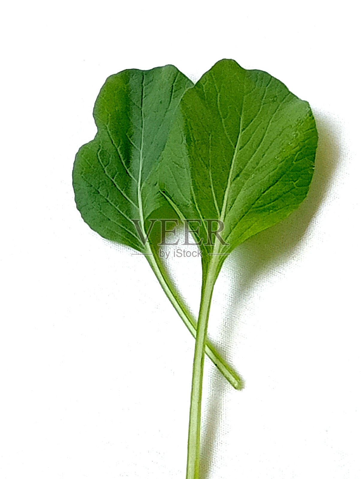 健康菜和蔬菜。照片摄影图片