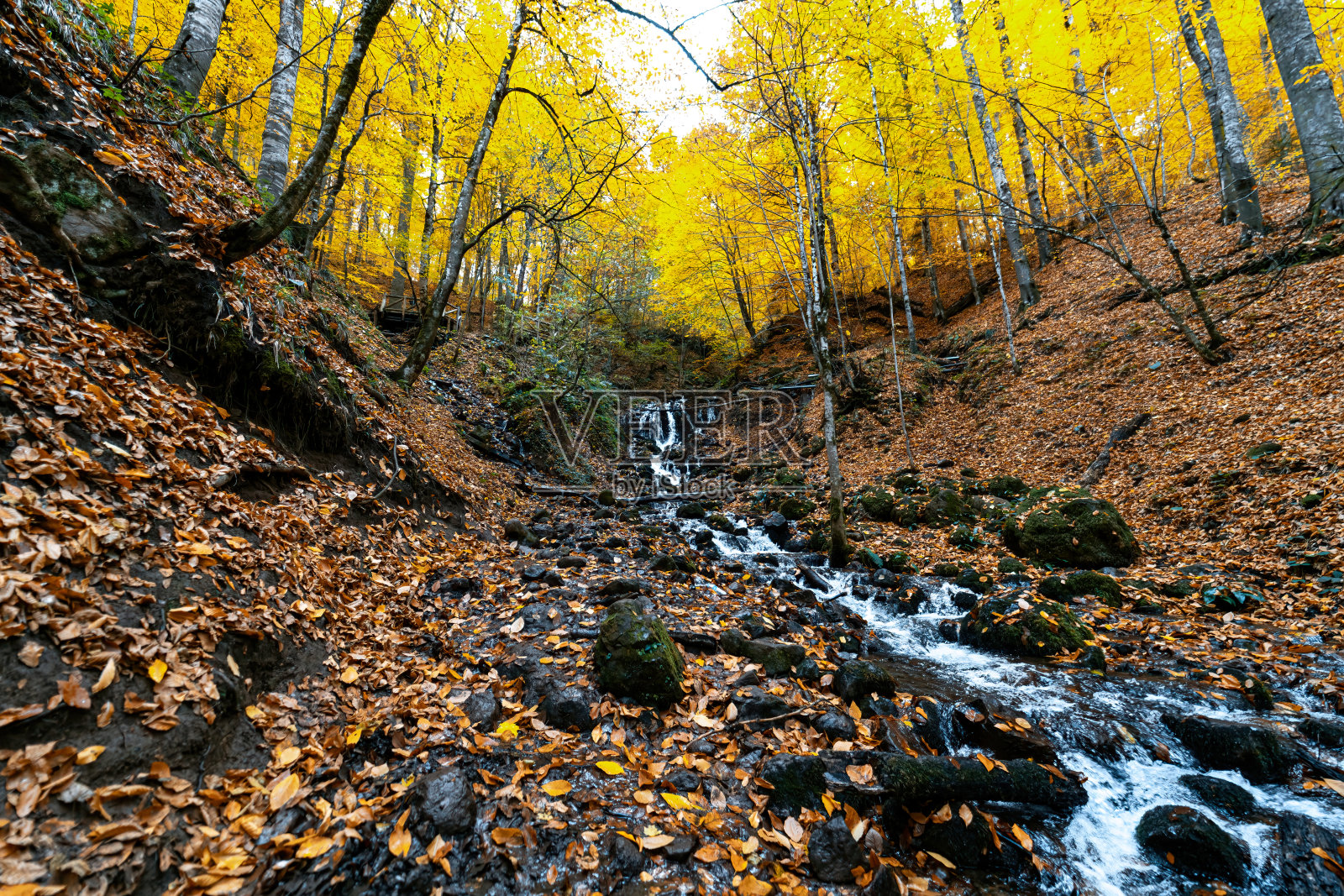 流过石头的水流。秋天的森林里有水流。照片摄影图片