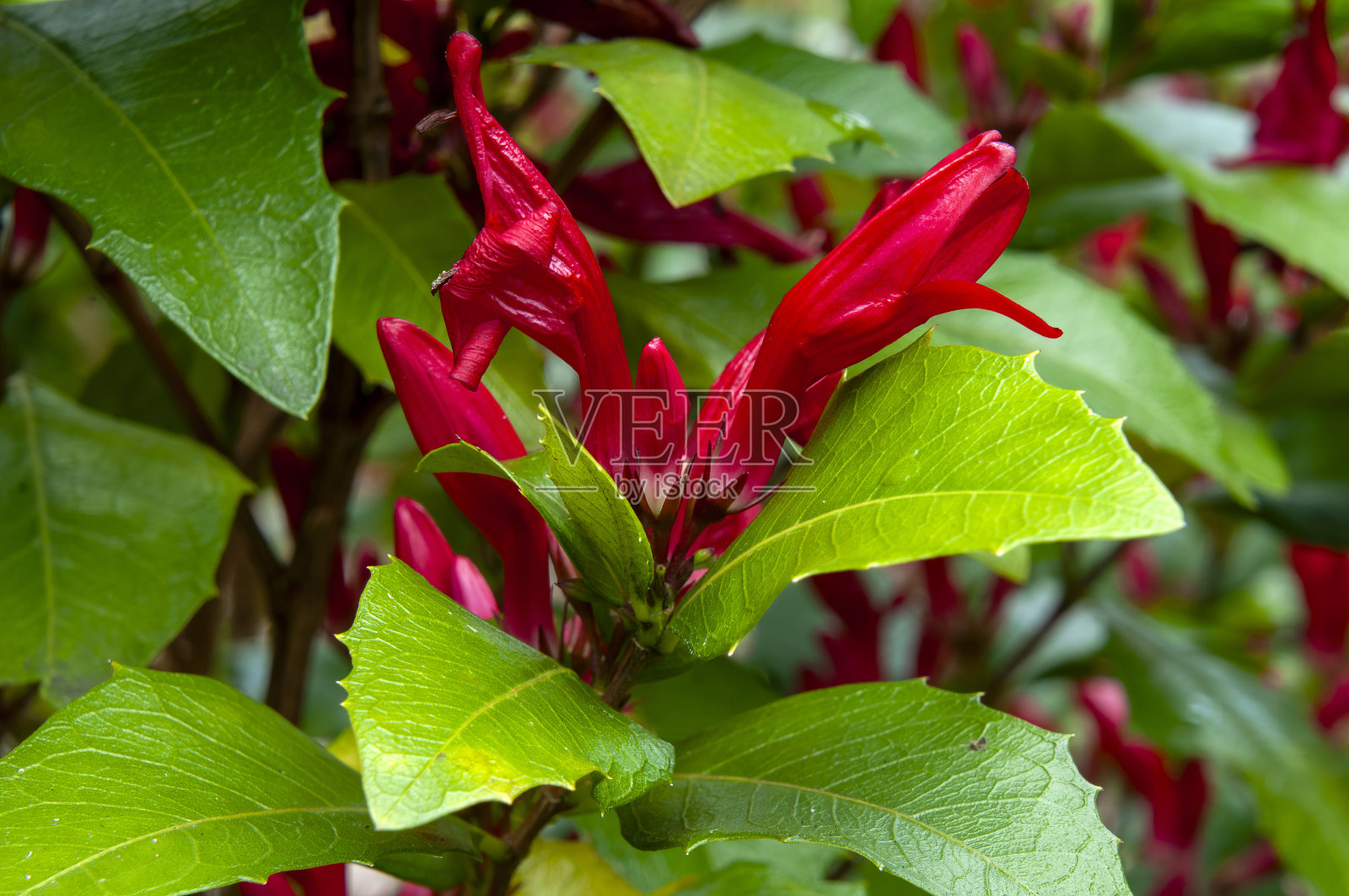 葡萄属植物的鲜艳的红色花或深红色的紫红色花照片摄影图片