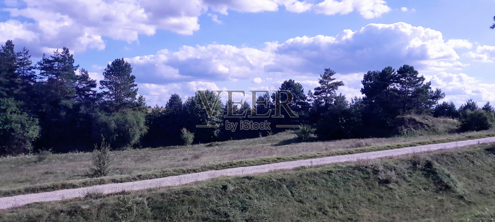 傍晚森林夏季景观。美丽的森林景观在晚上的照片。照片摄影图片