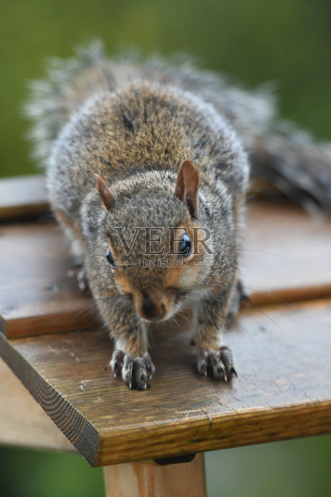 灰松鼠在鸟桌上。照片摄影图片