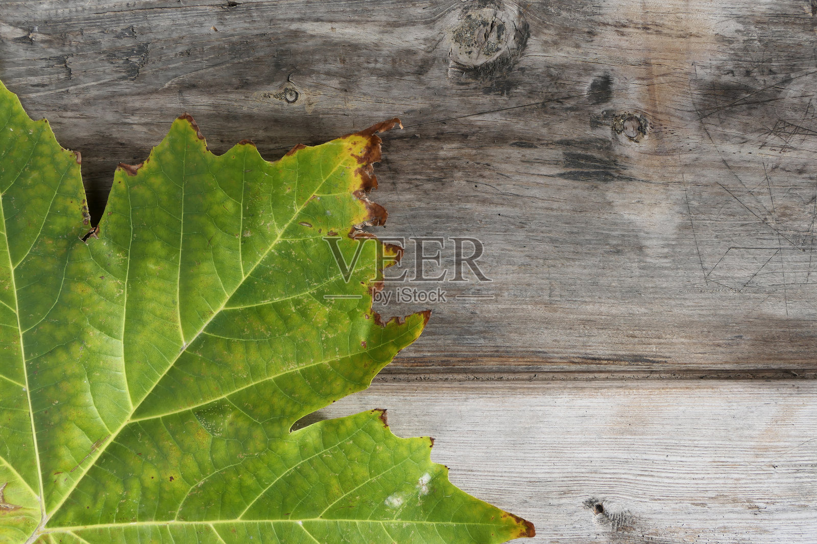 橡木树叶在木制背景上的俯视图照片摄影图片