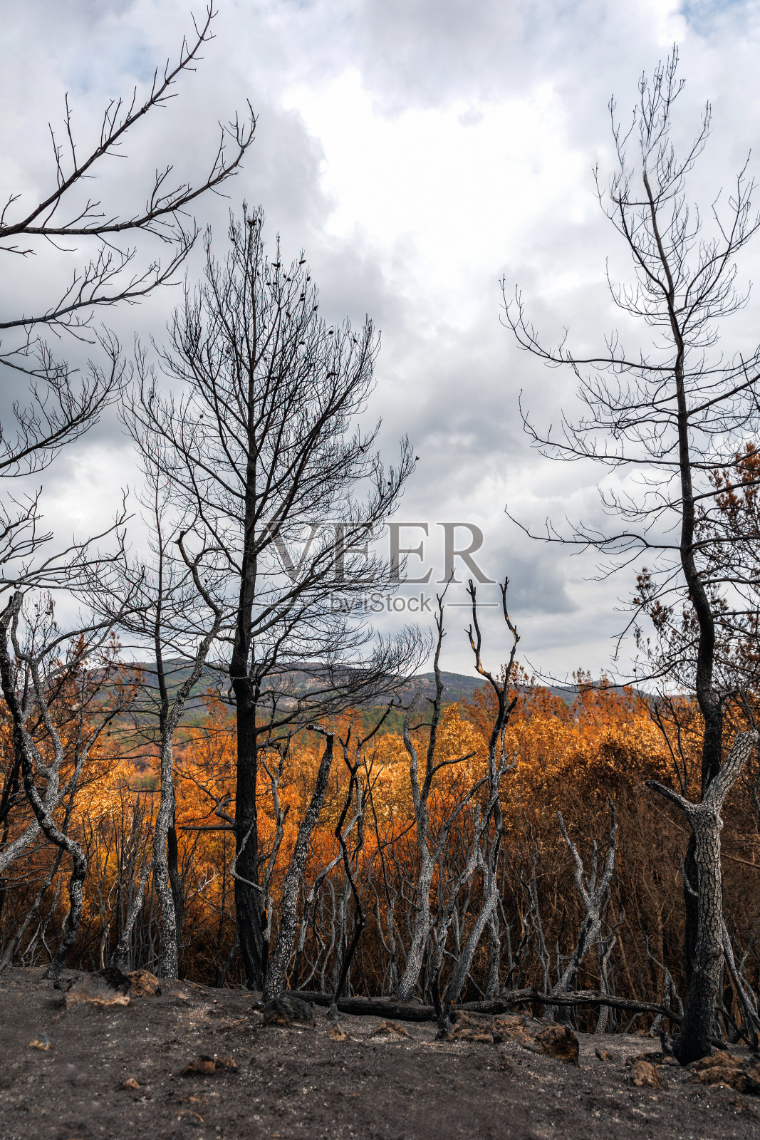 希腊，帕尼塔山，罗多皮，尤伯亚岛，伊维亚，不列颠哥伦比亚省，加拿大，亚马逊野火后的森林恢复和再生照片摄影图片