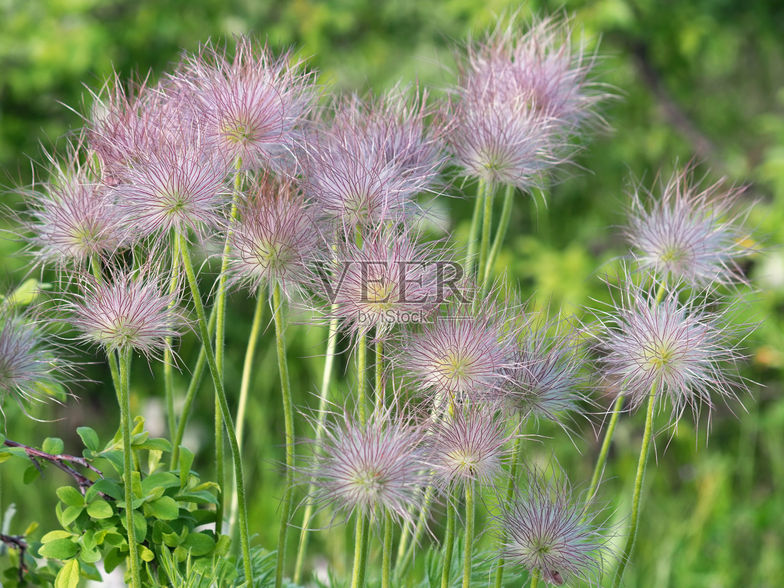 山帕斯克花蓬松的果实，白头翁蒙大拿州照片摄影图片