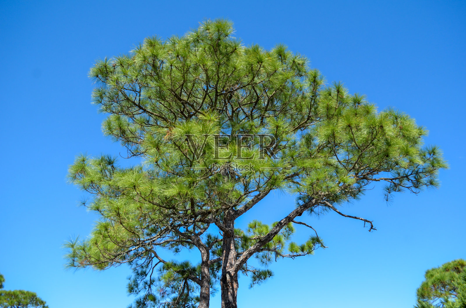 海滩松树照片摄影图片