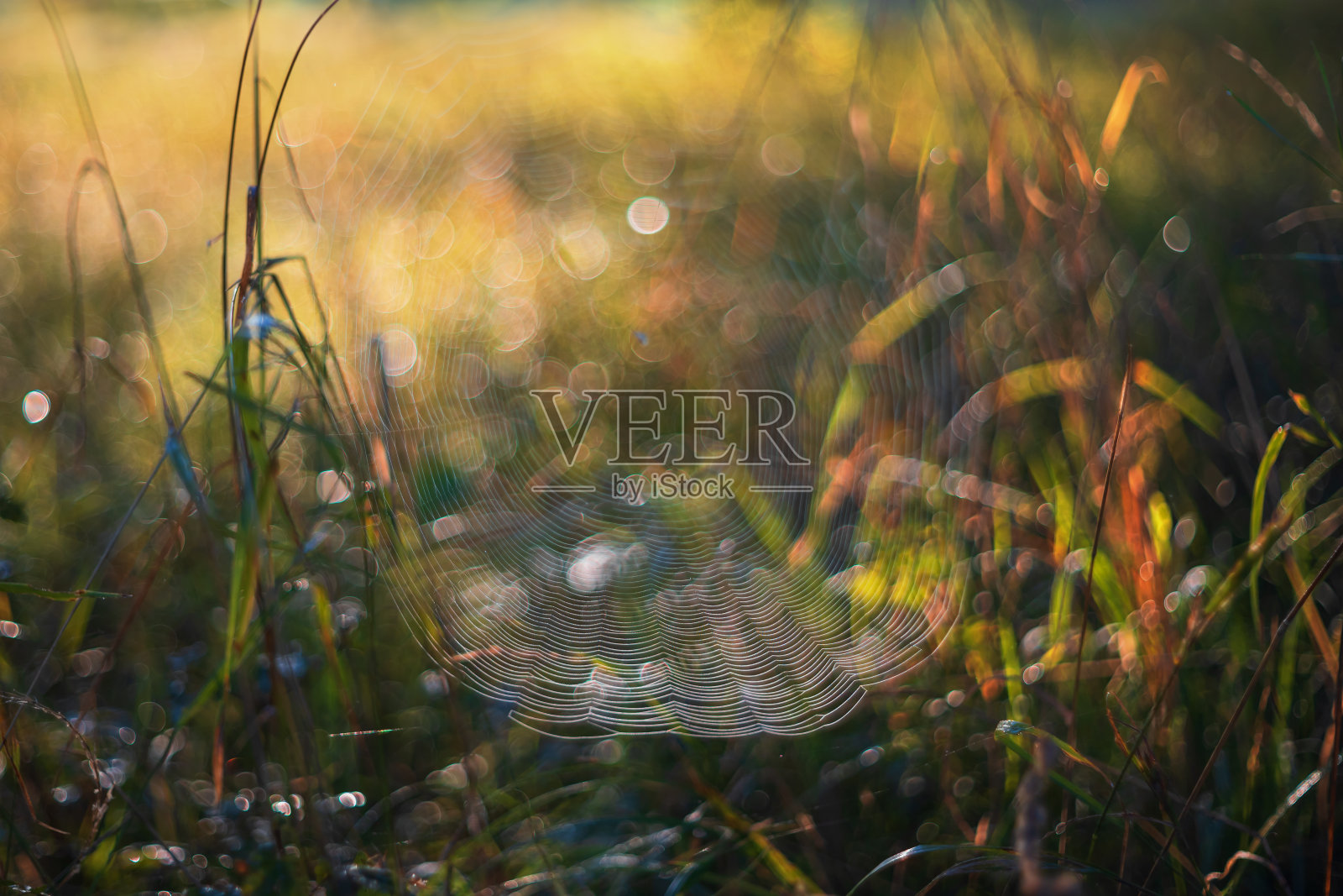 在草地上织网。草叶之间有一张网。晨露和水滴。用旧镜头创造的美丽散景。照片摄影图片