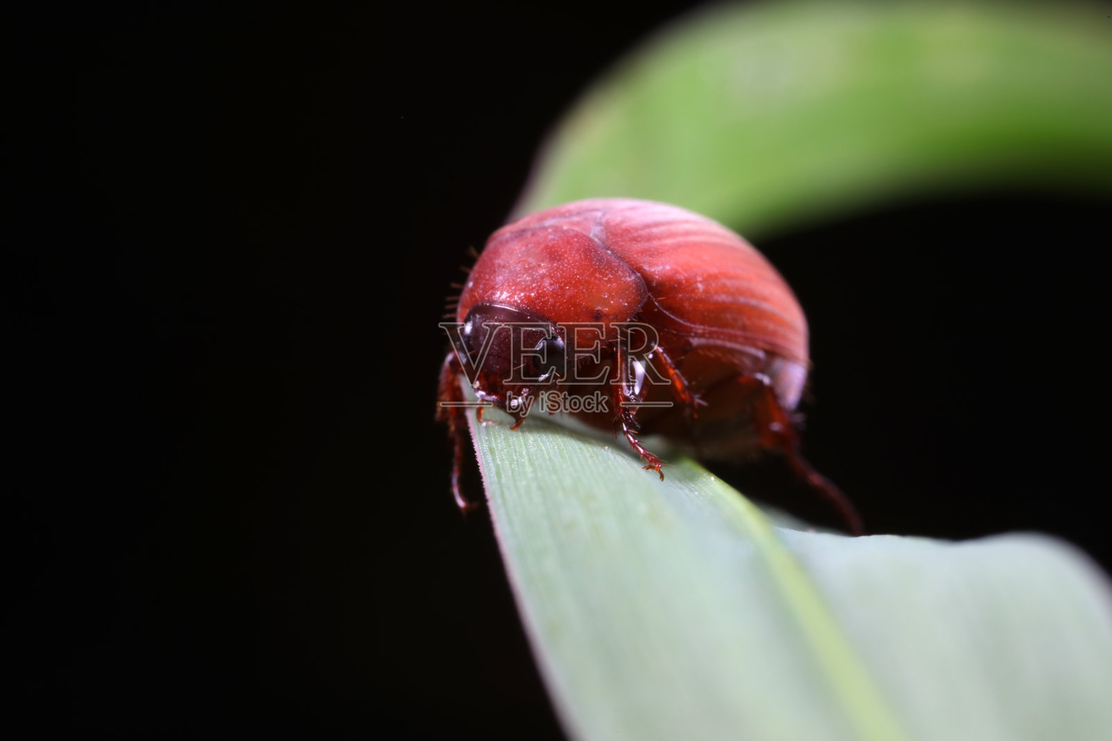 甲虫生活在华北平原的杂草上照片摄影图片