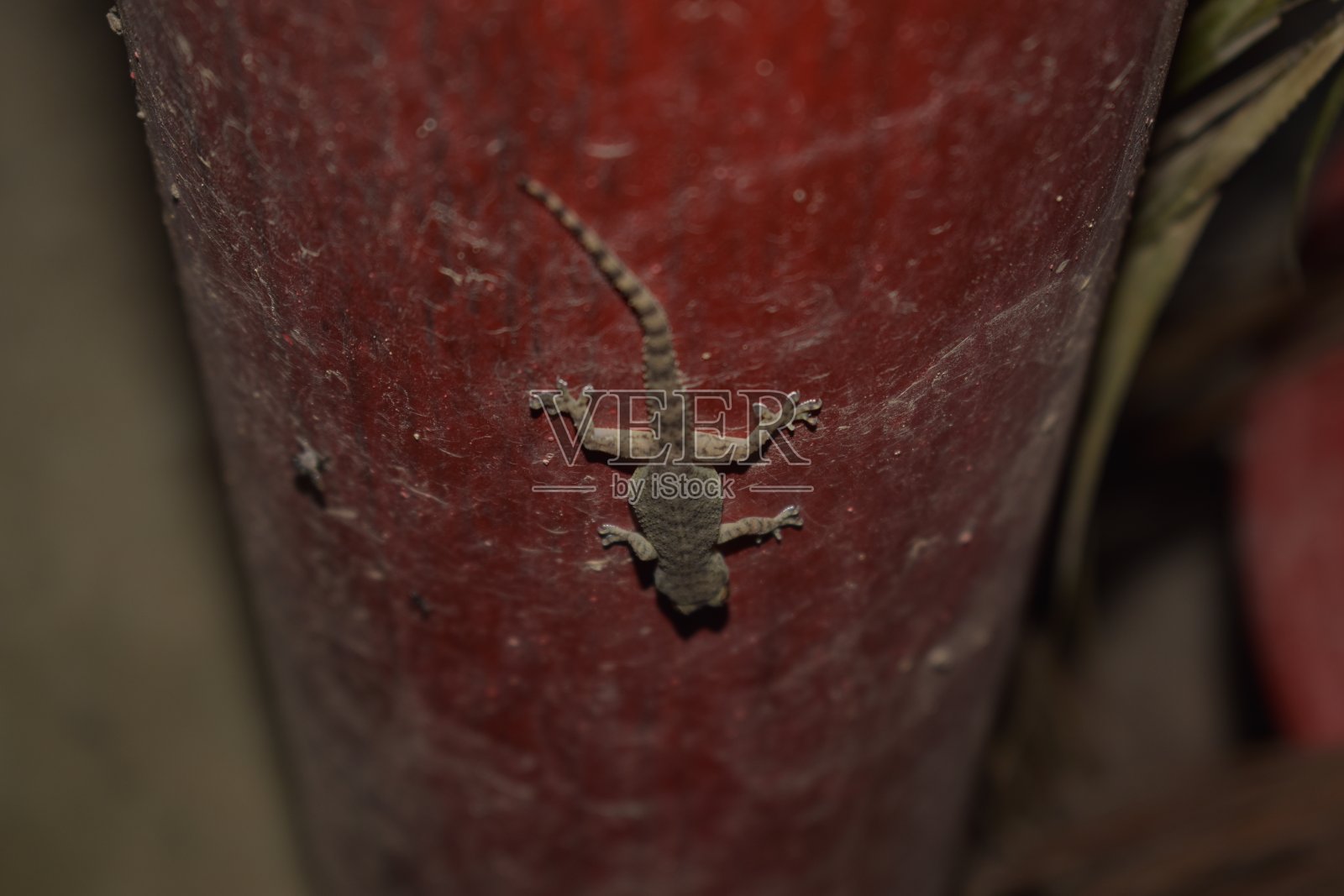 常见的壁虎照片摄影图片