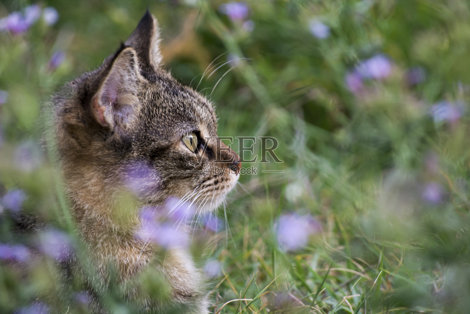 Gatto tra i fiori照片摄影图片