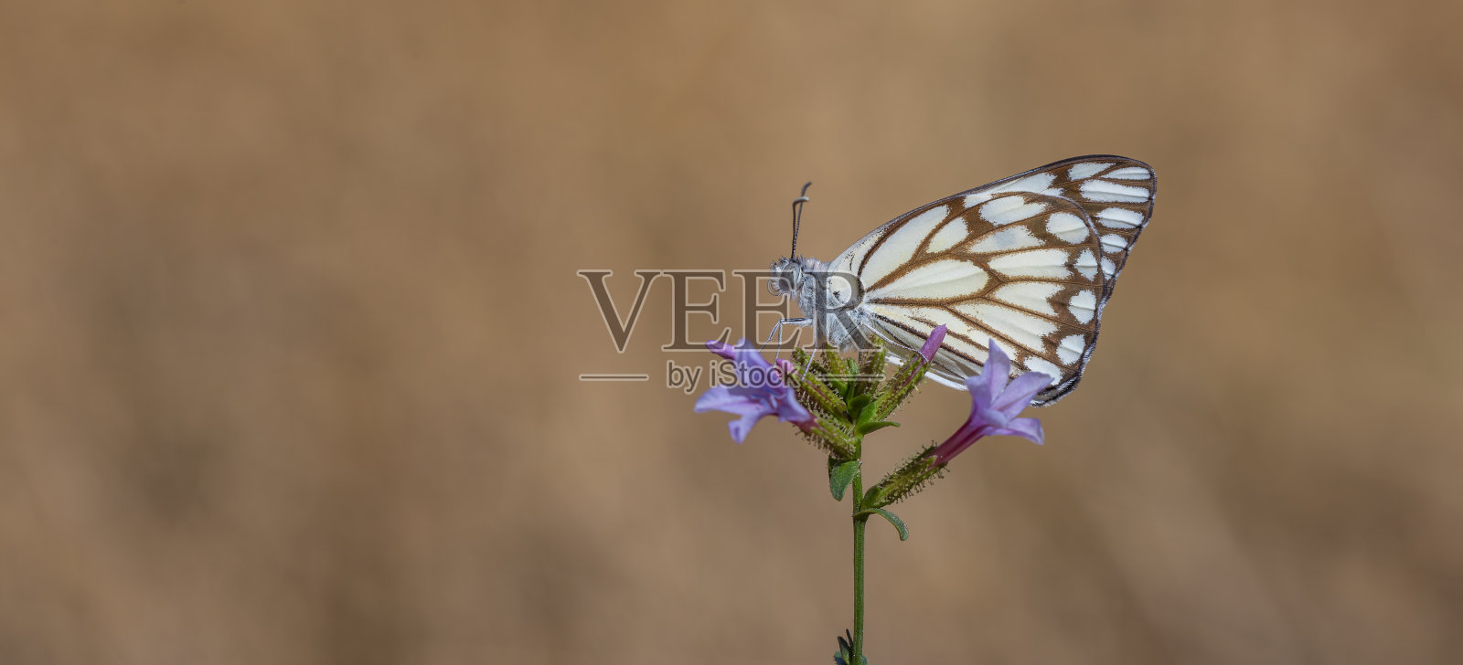 Belenois aurota照片摄影图片