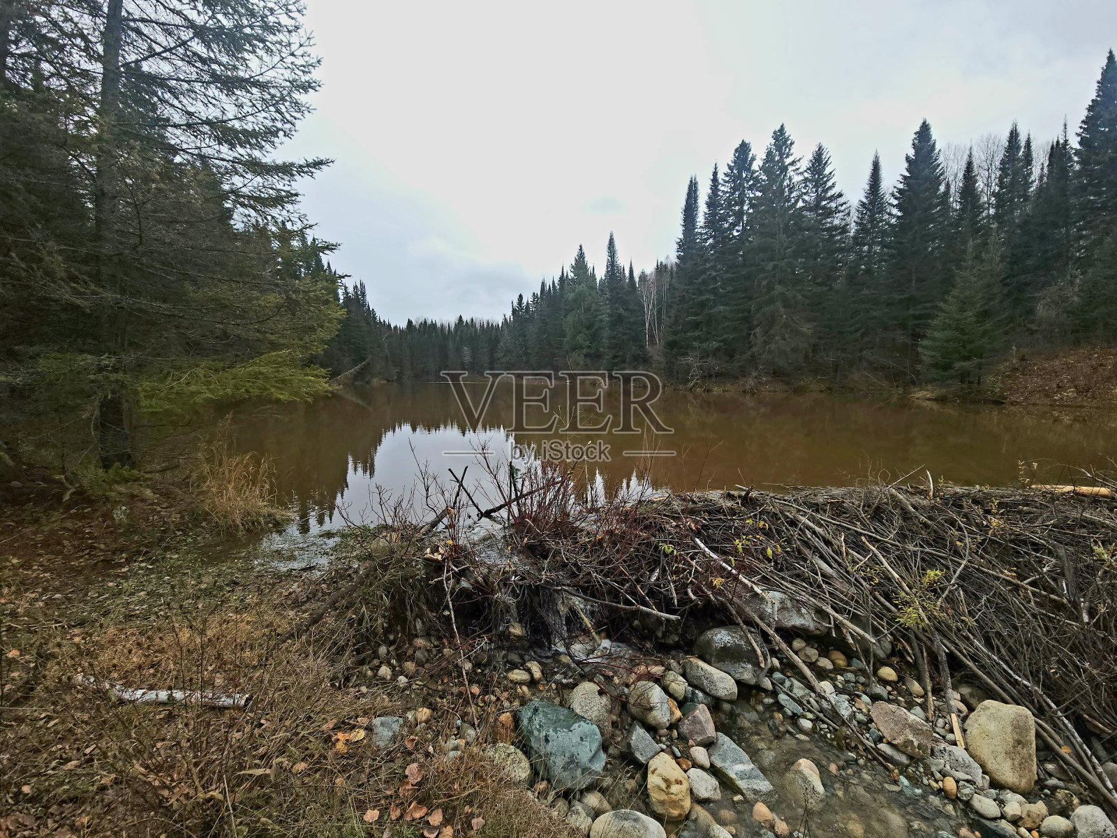 安大略省科克伦区的海狸坝照片摄影图片