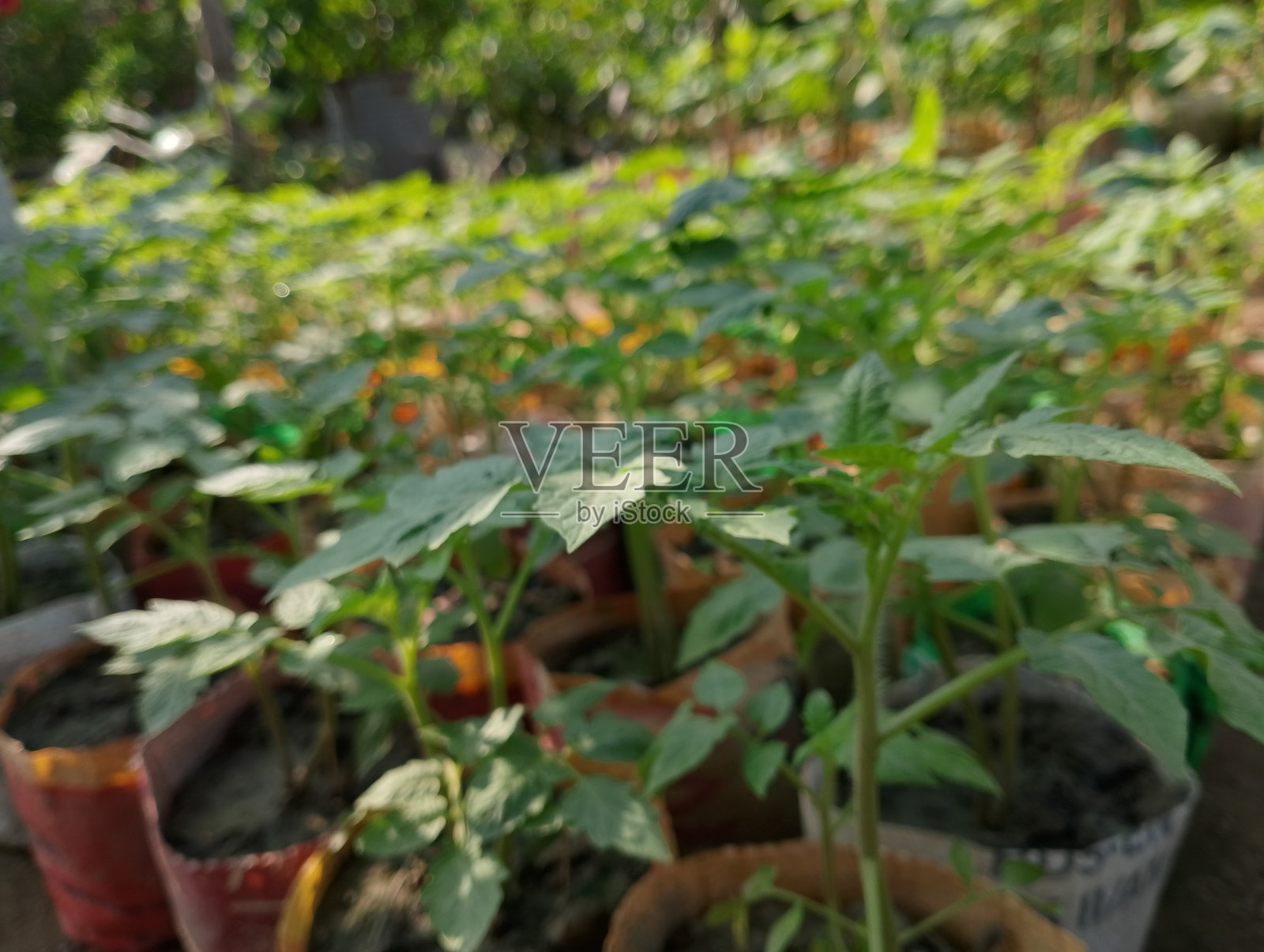 树顶上有各种各样的花和一朵粉红色的花照片摄影图片