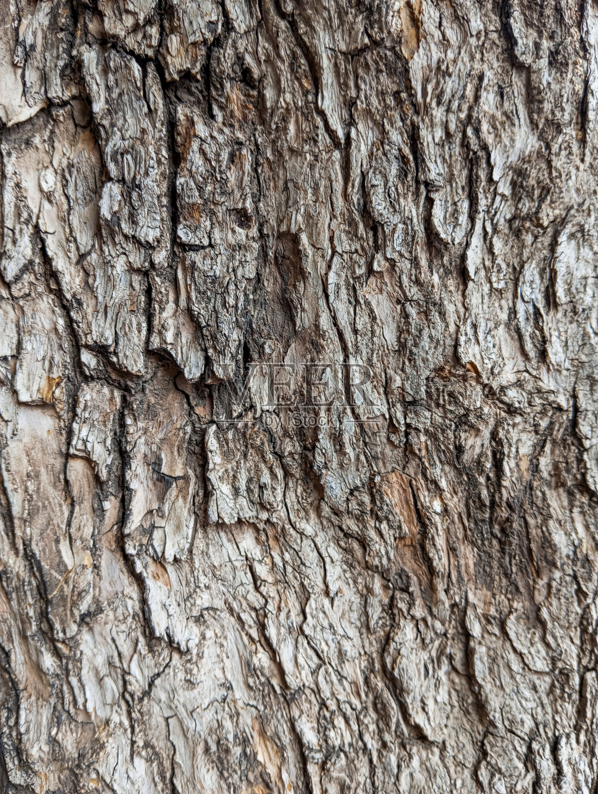树木表面自然干燥。抽象棕色粗糙树皮纹理背景。天然棕色粗旗。抽象的垃圾背景。照片摄影图片