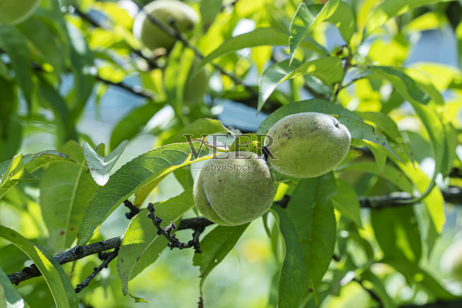 小鲜绿的桃子，和绿叶在树上，美丽的开放背景照片摄影图片