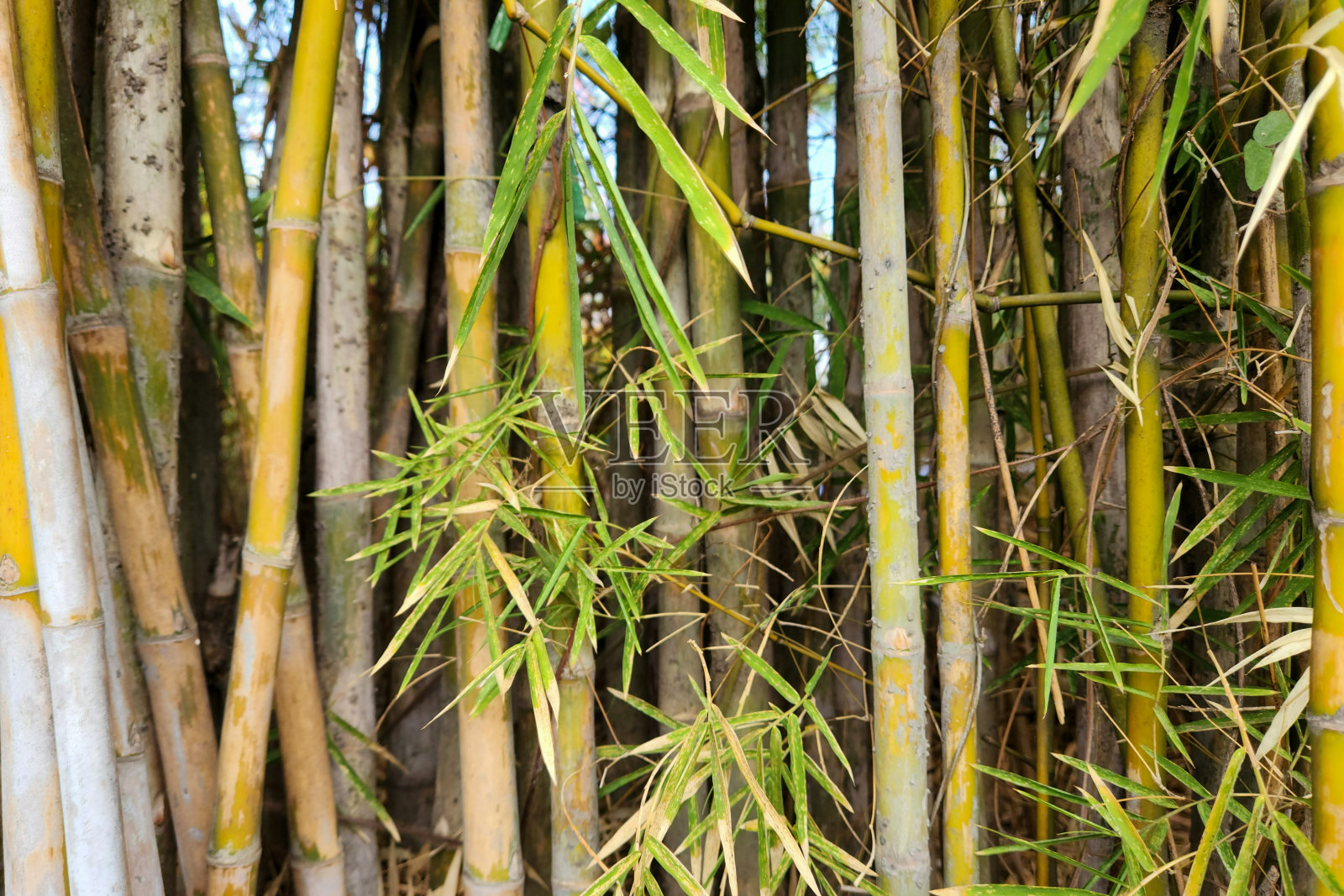 一组排成一排的竹子树干的特写照片照片摄影图片