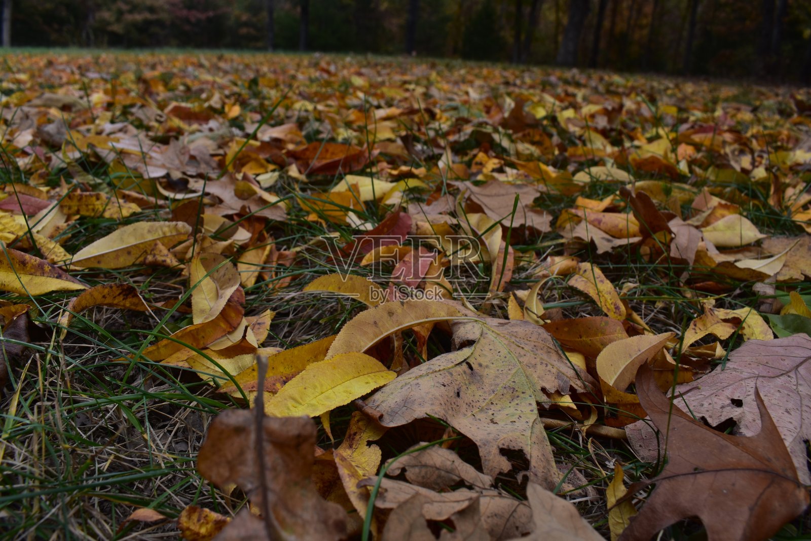 秋天的落叶照片摄影图片