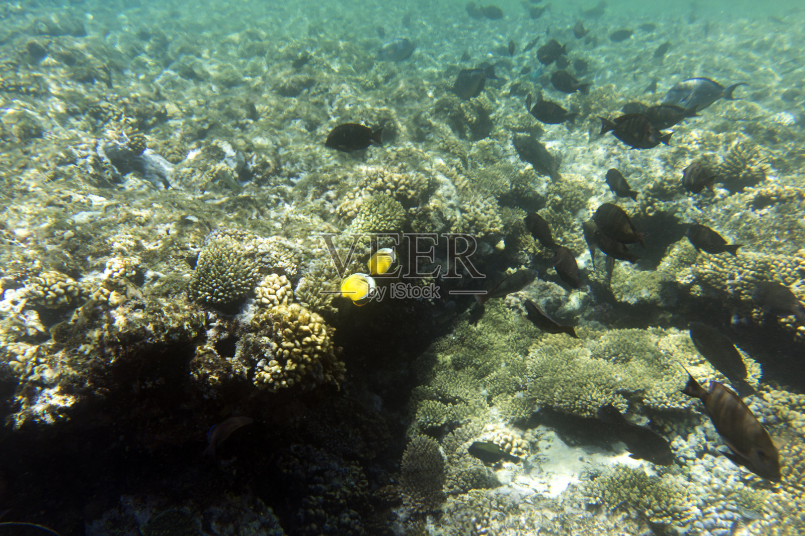 珊瑚礁景观照片摄影图片