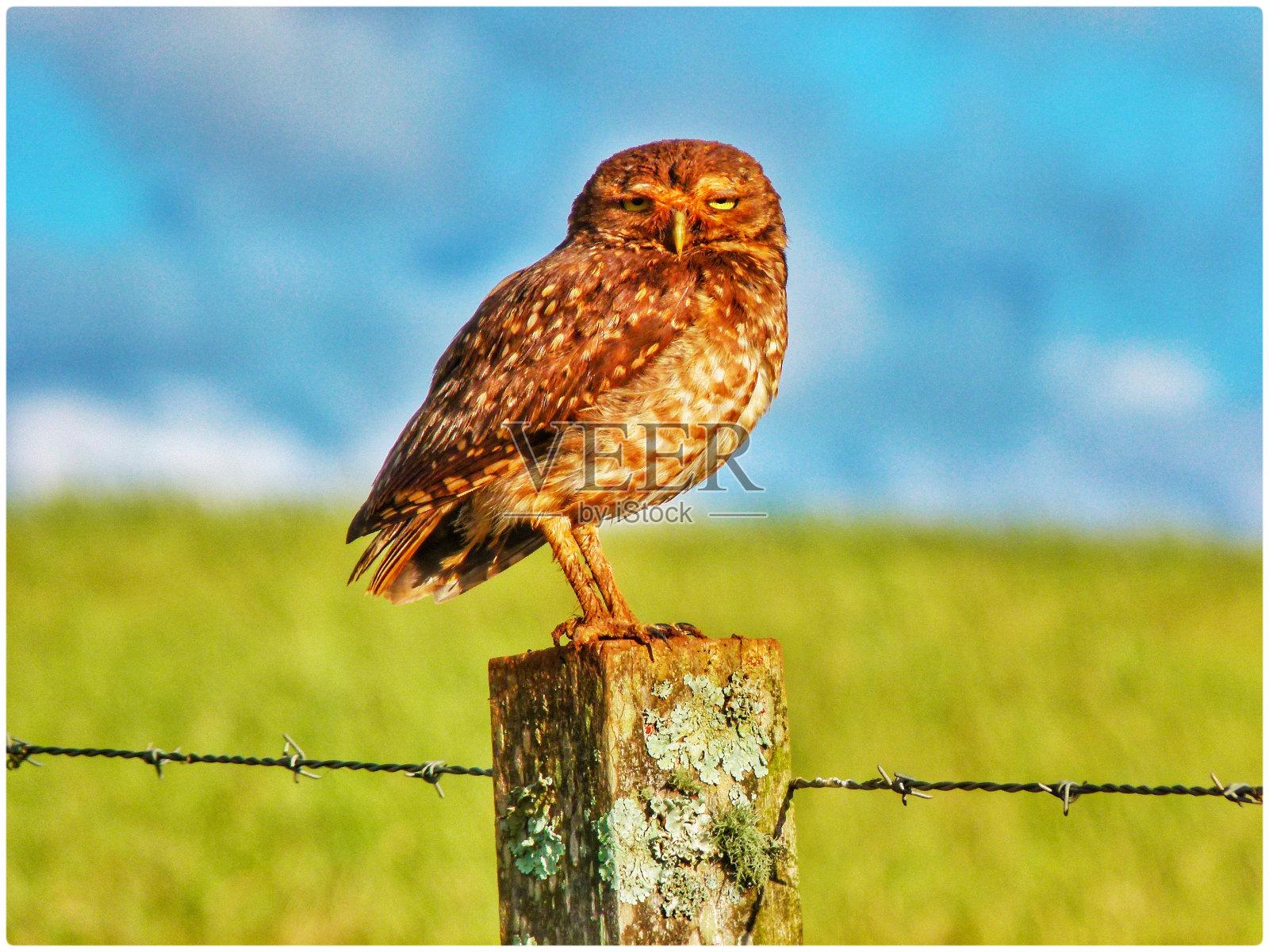 猫头鹰野生照片摄影图片