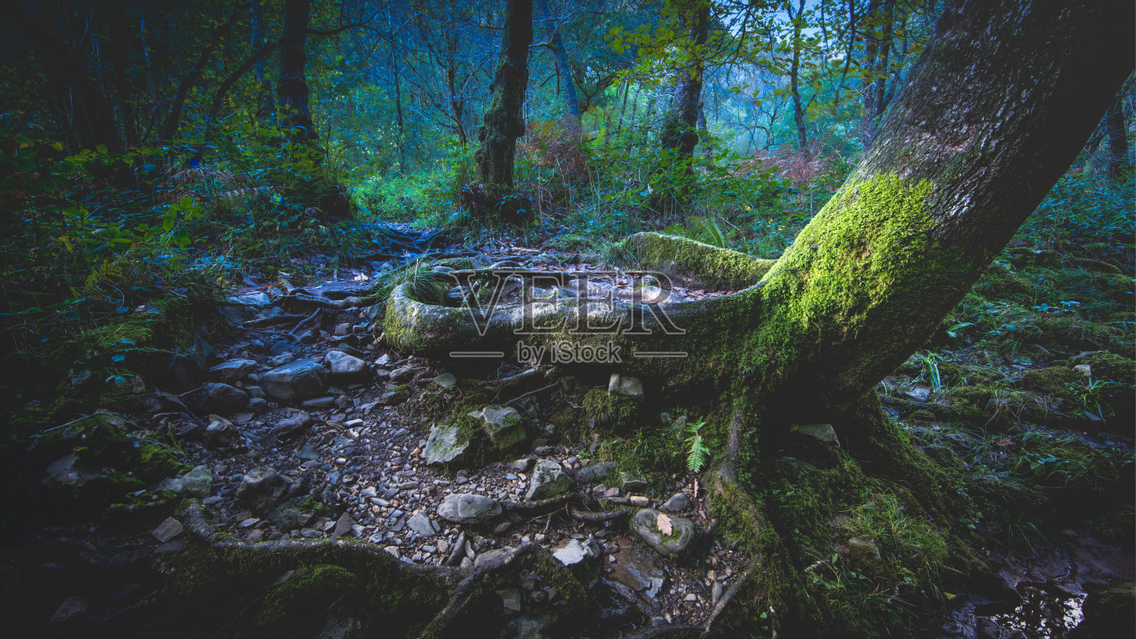 布雷肯的狗树照片摄影图片
