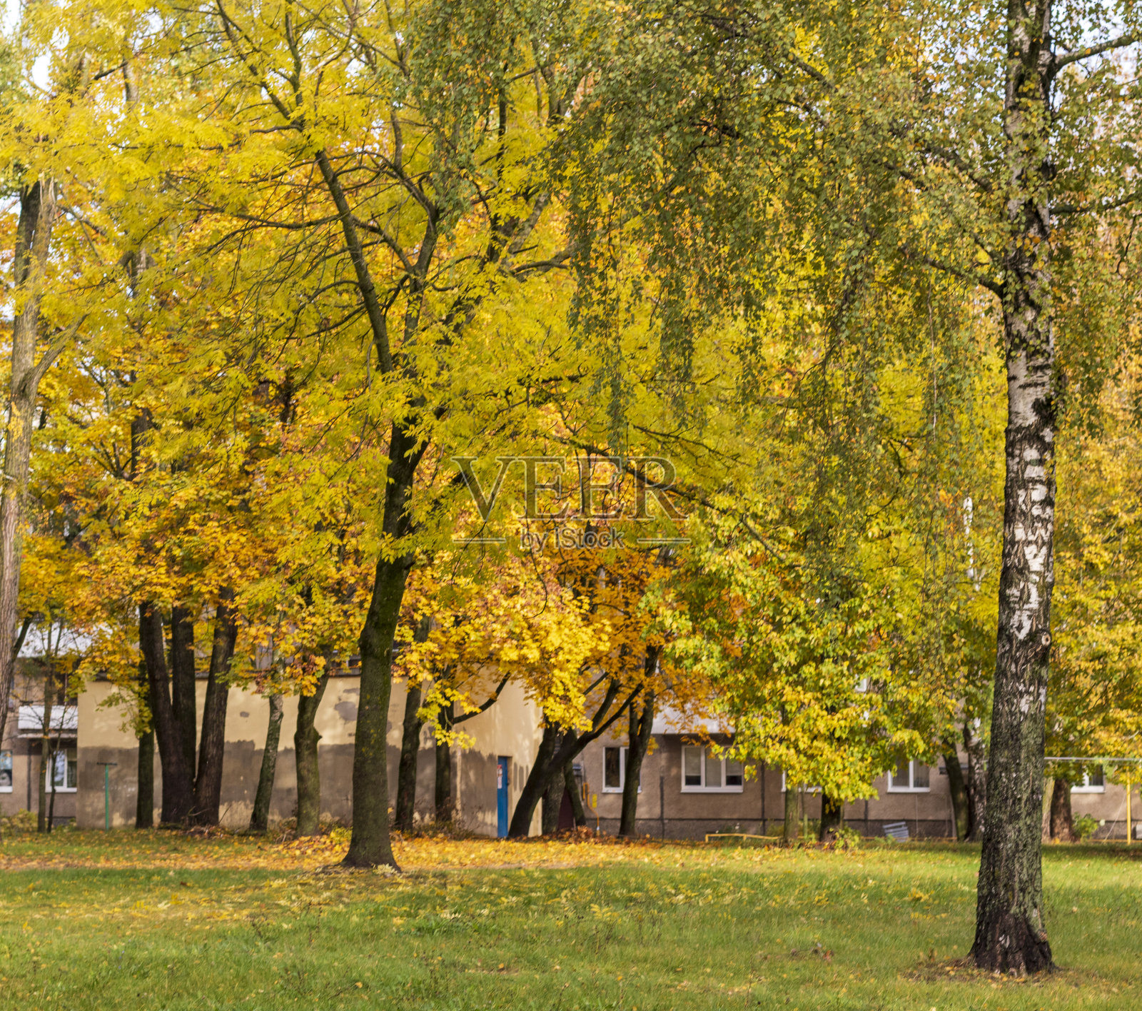 五彩缤纷的秋天树木的照片。季节照片摄影图片