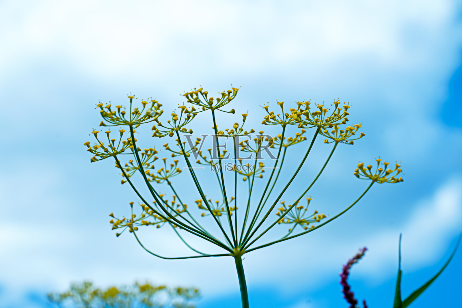 盛开的莳萝，盛开的莳萝，以蓝天为背景照片摄影图片
