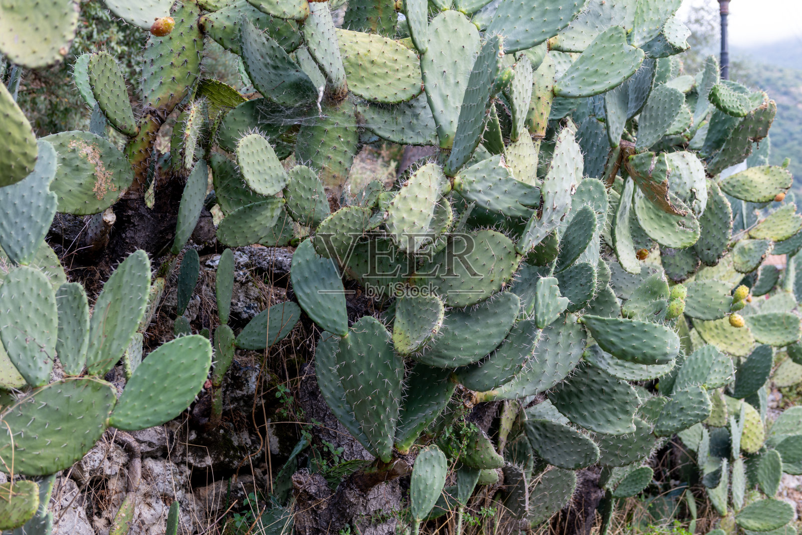 野生多刺仙人掌植物的全景图。照片摄影图片