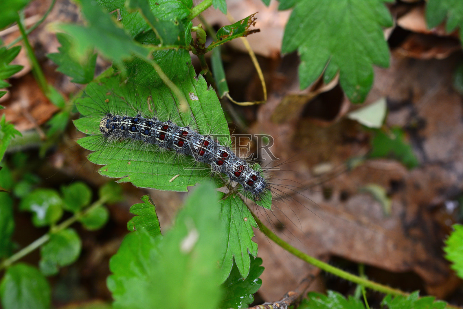 毛毛虫上绿色植物复制空间照片摄影图片
