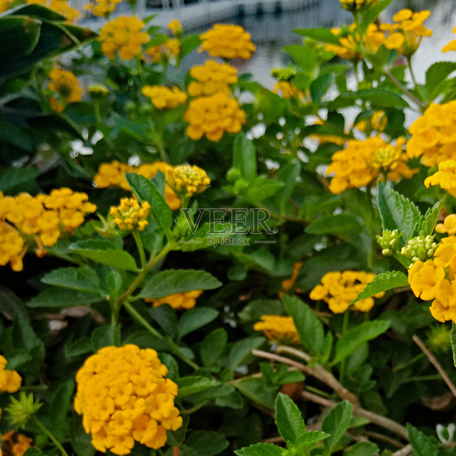 美丽的，阳光普照的春夏草地。自然色彩斑斓的全景景观，蓝天映衬着许多野花和雏菊。具有软选择对焦的框架照片摄影图片