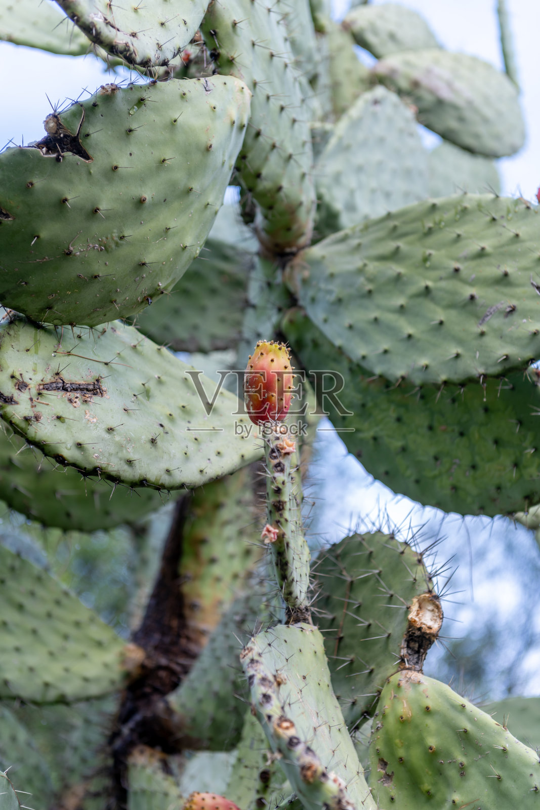 仙人掌上成熟的多刺梨。照片摄影图片