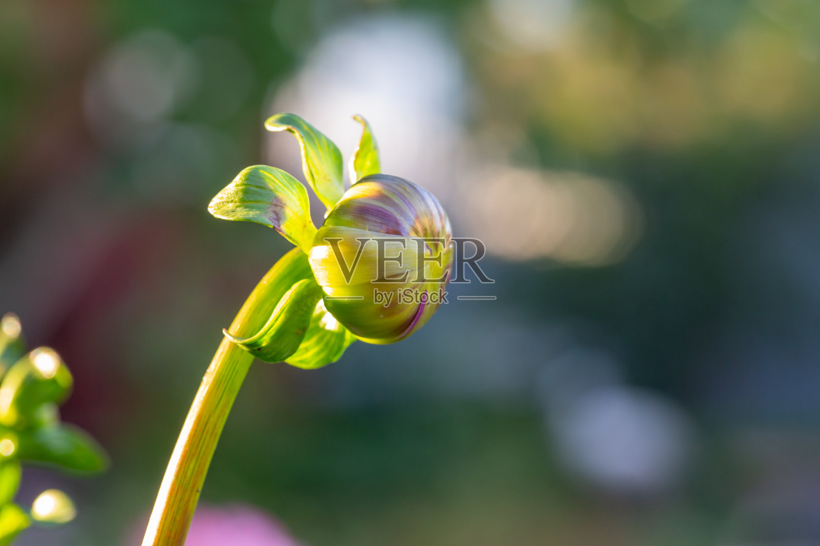 盛开的大丽花在绿色背景在夏季微距摄影。照片摄影图片