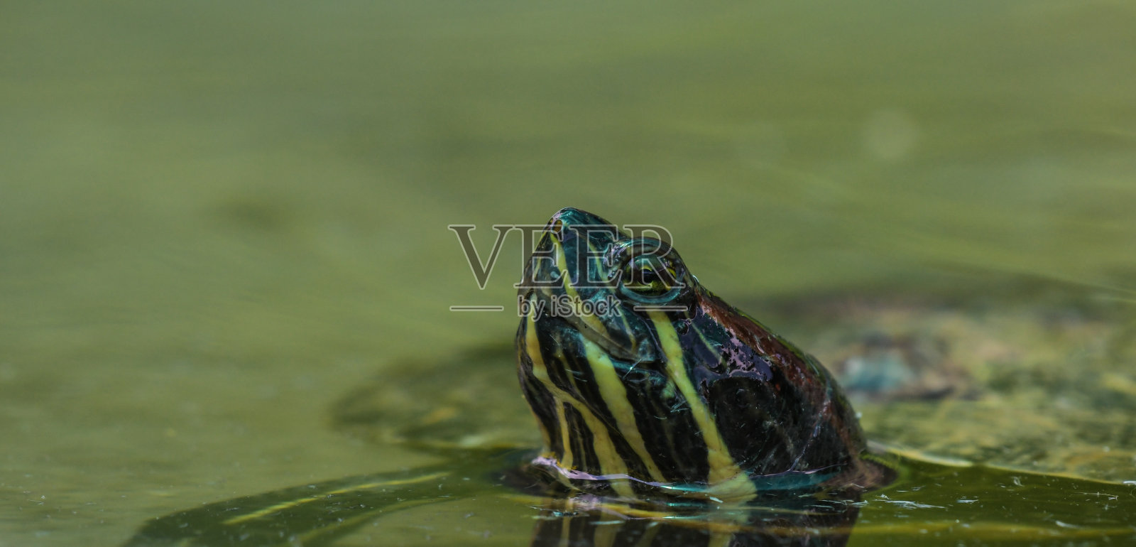 动物园里的水龟特写照片摄影图片