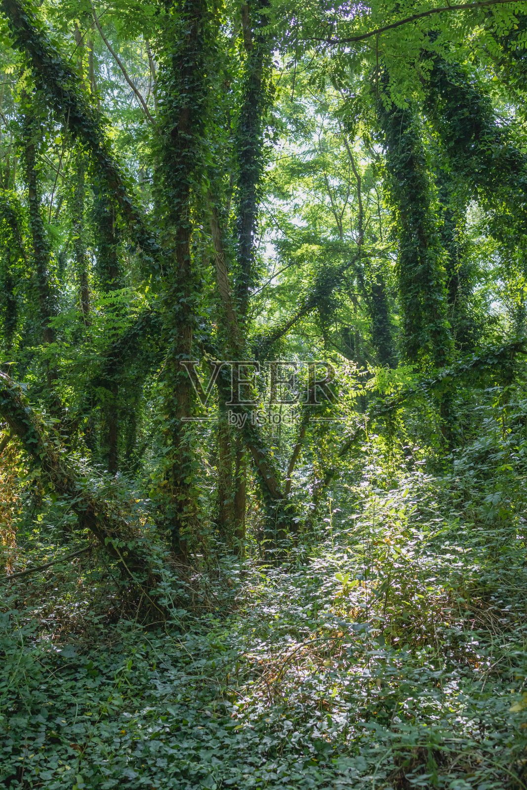 神秘的丛林:迷人的雨林在晨光照片摄影图片