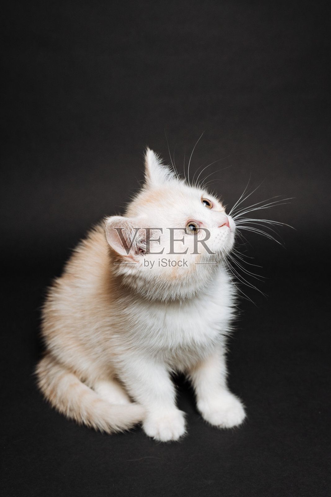 白色毛绒绒的黑底小猫，坐着不动的纯种猫，白色小猫，可爱迷人的小猫，宠物照片摄影图片