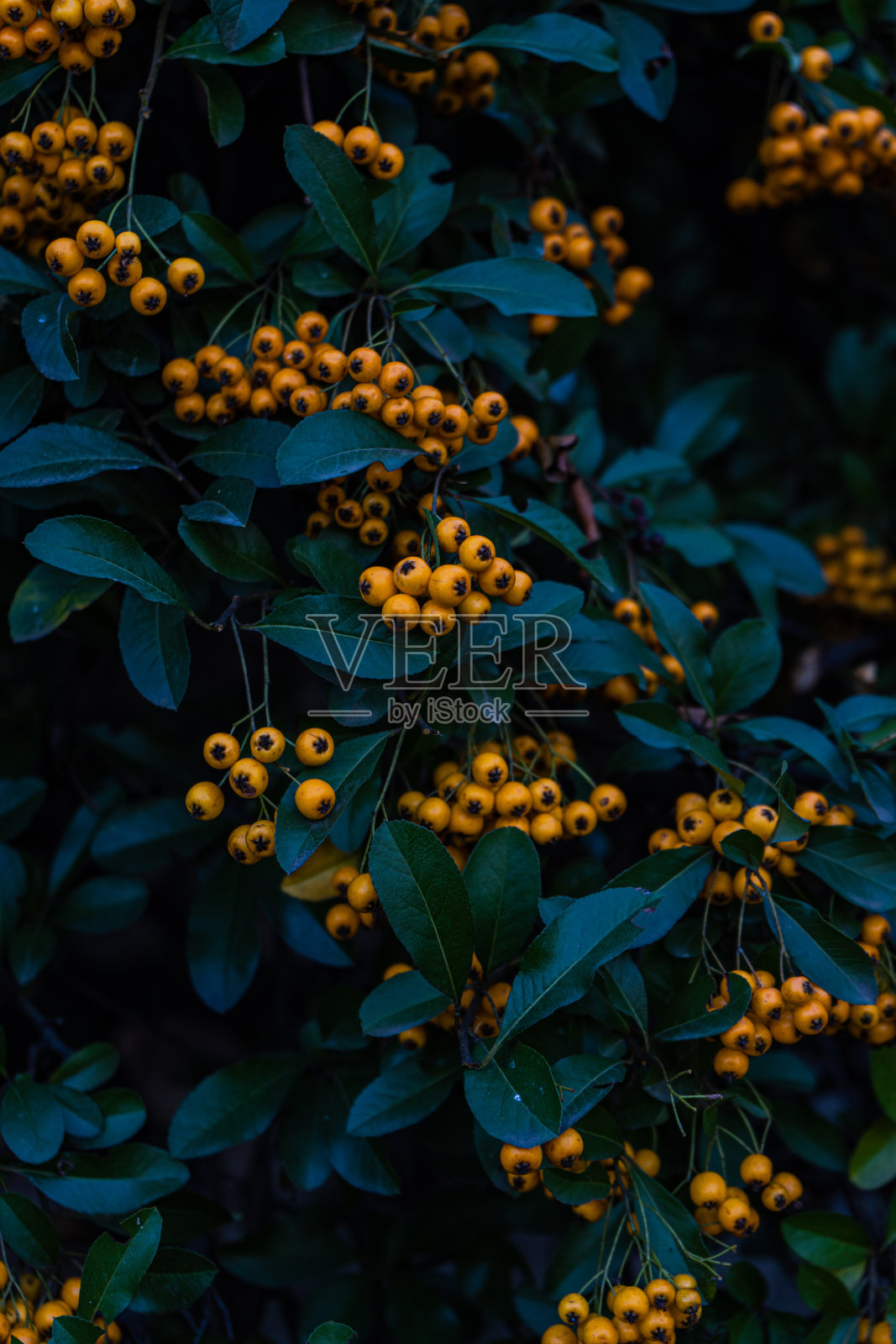 成熟的黄色花楸浆果照片摄影图片