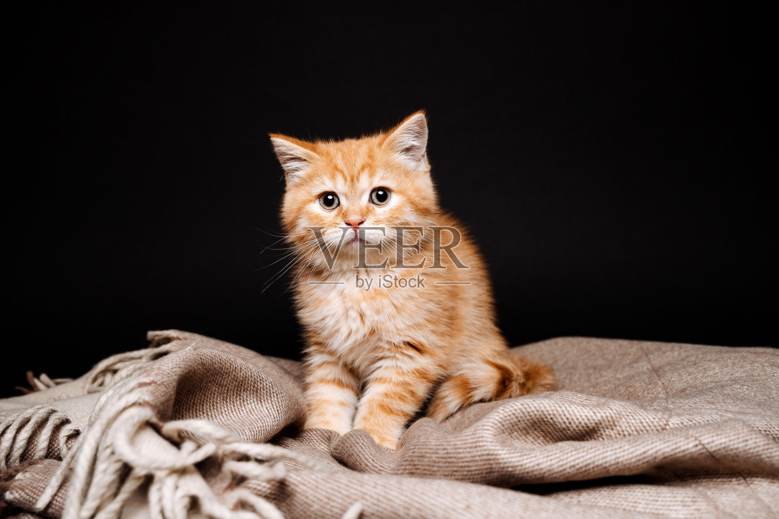 这只红毛猫独自坐在黑色的背景上。毛茸茸的宠物猫。可爱的长着鼻子的野兽。迷人的猫眼。的好奇心照片摄影图片