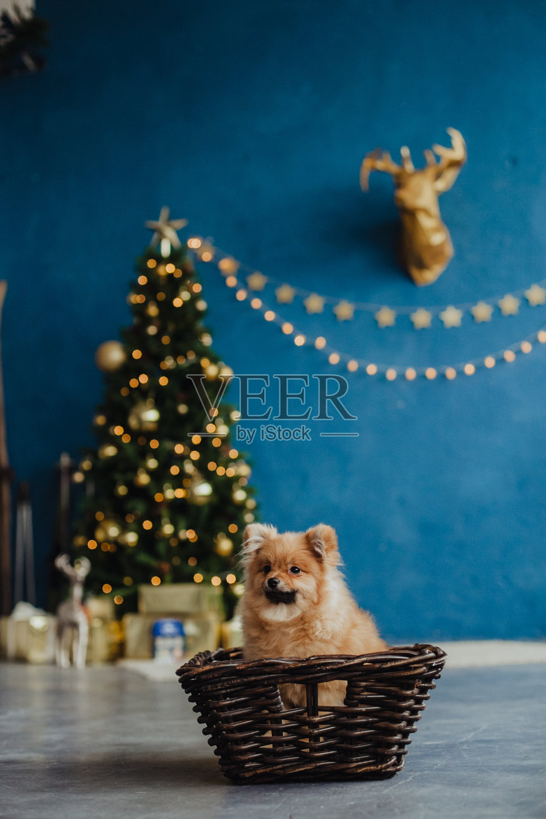小红狗在圣诞树的背景。博美犬在圣诞树前摆姿势。红色的毛茸茸的狗。照片摄影图片