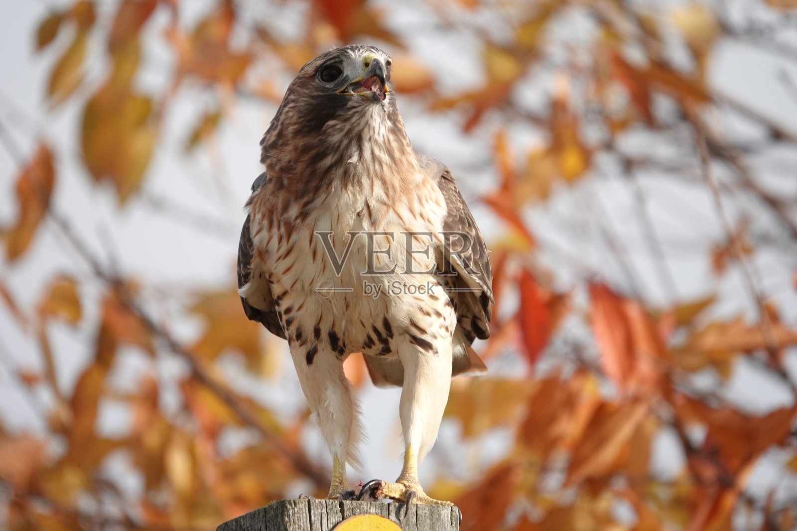 打嗝照片摄影图片