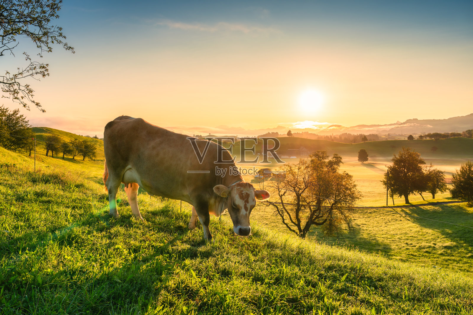 日出的景色照耀在瑞士希尔泽尔的绿色山丘上，奶牛正在吃草照片摄影图片
