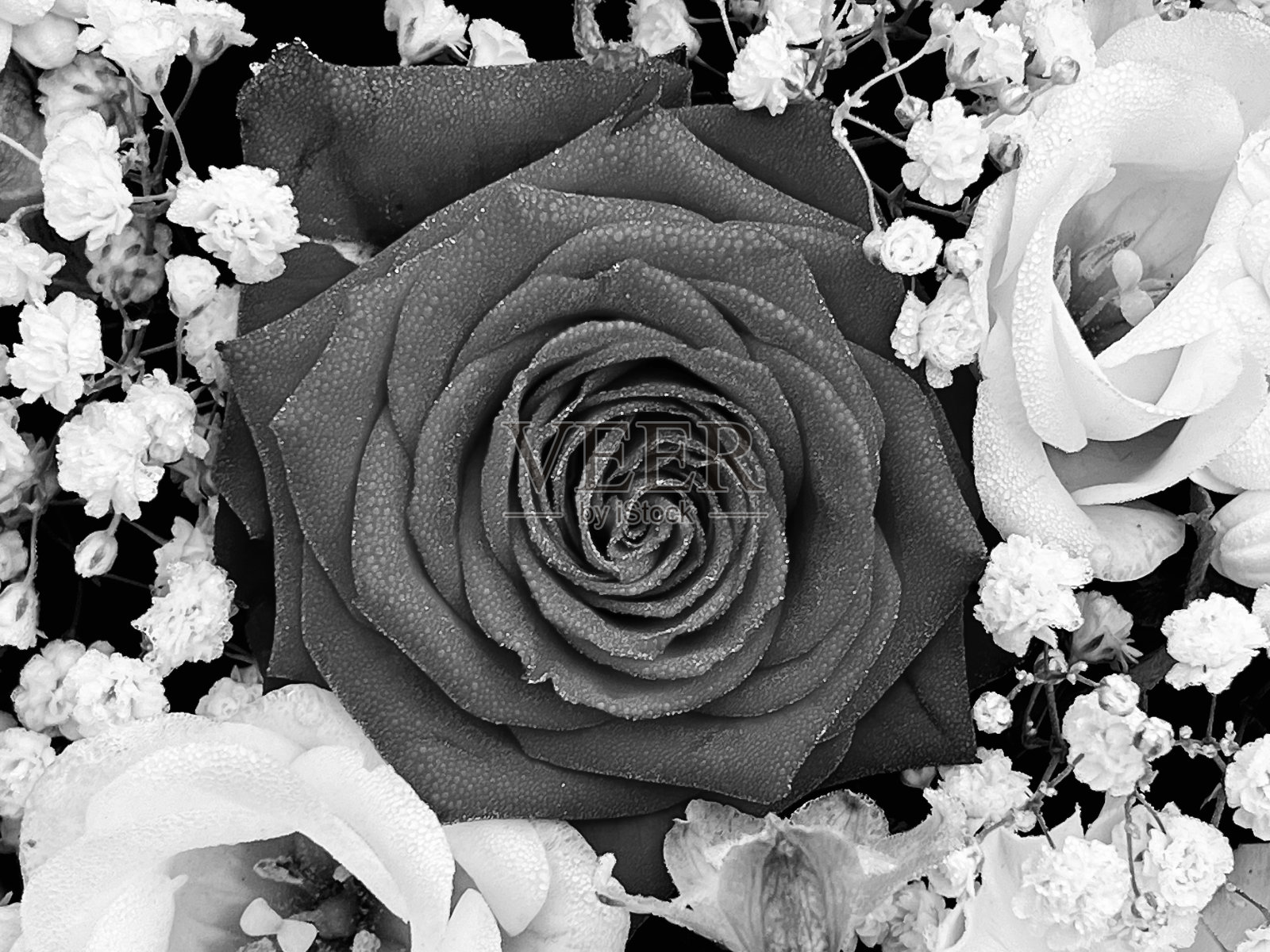 一束玫瑰花的特写照片摄影图片