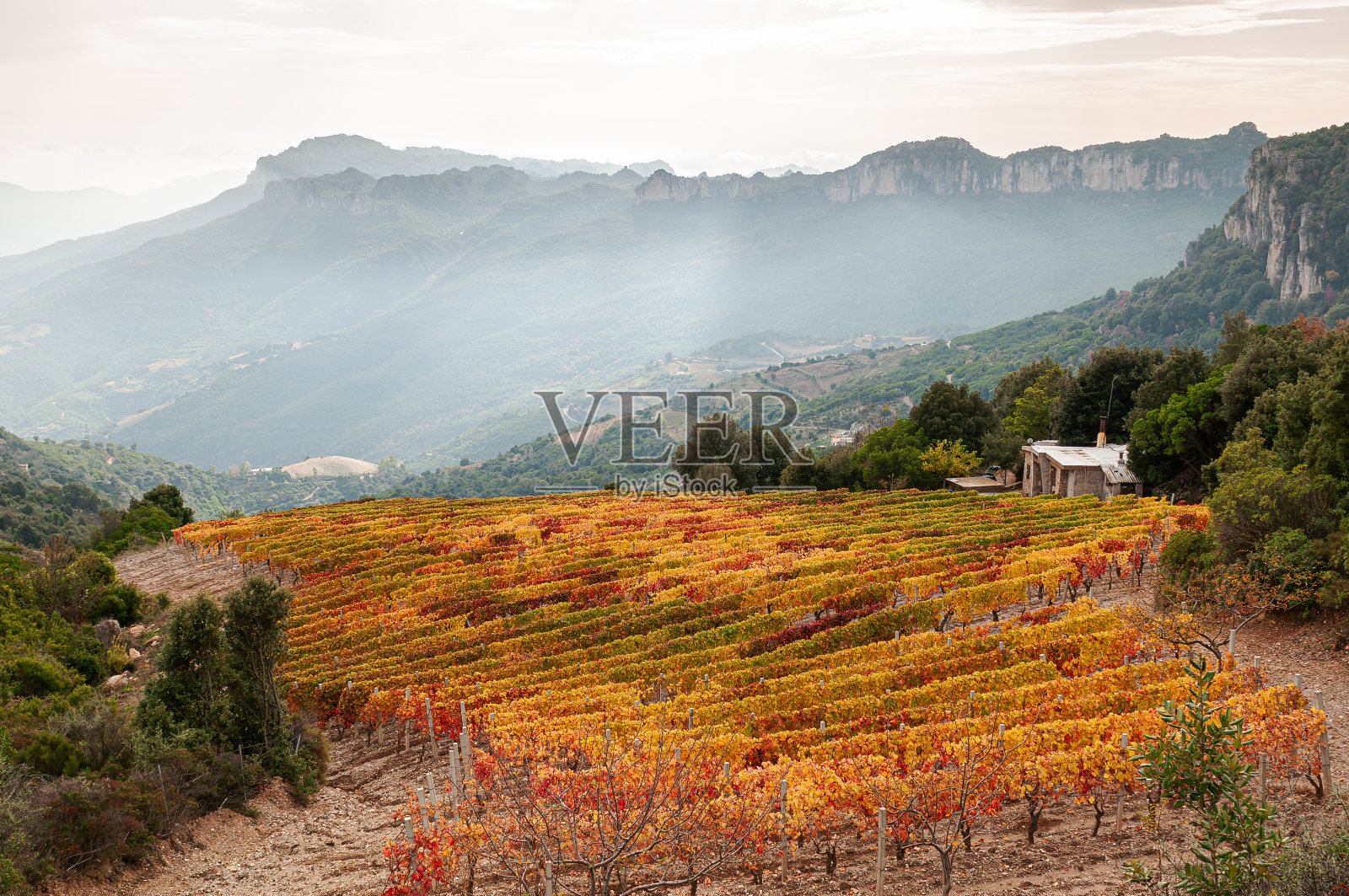 山上葡萄园的秋天。农业。照片摄影图片