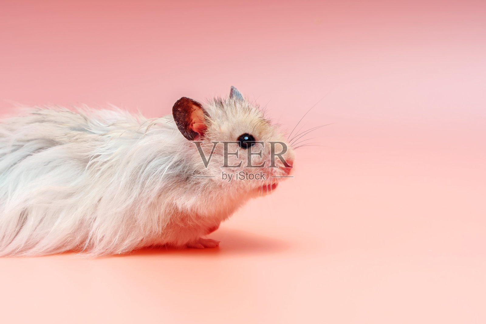粉红色背景上的灰色叙利亚仓鼠照片摄影图片