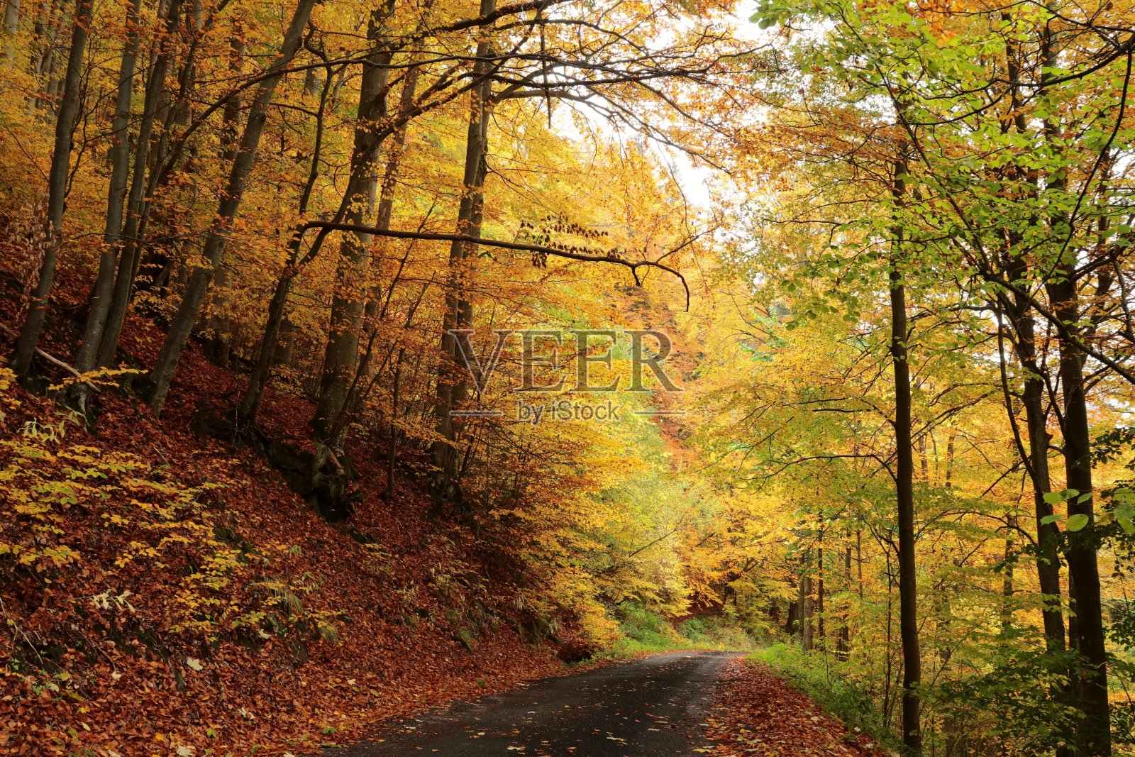 秋天的森林照片摄影图片