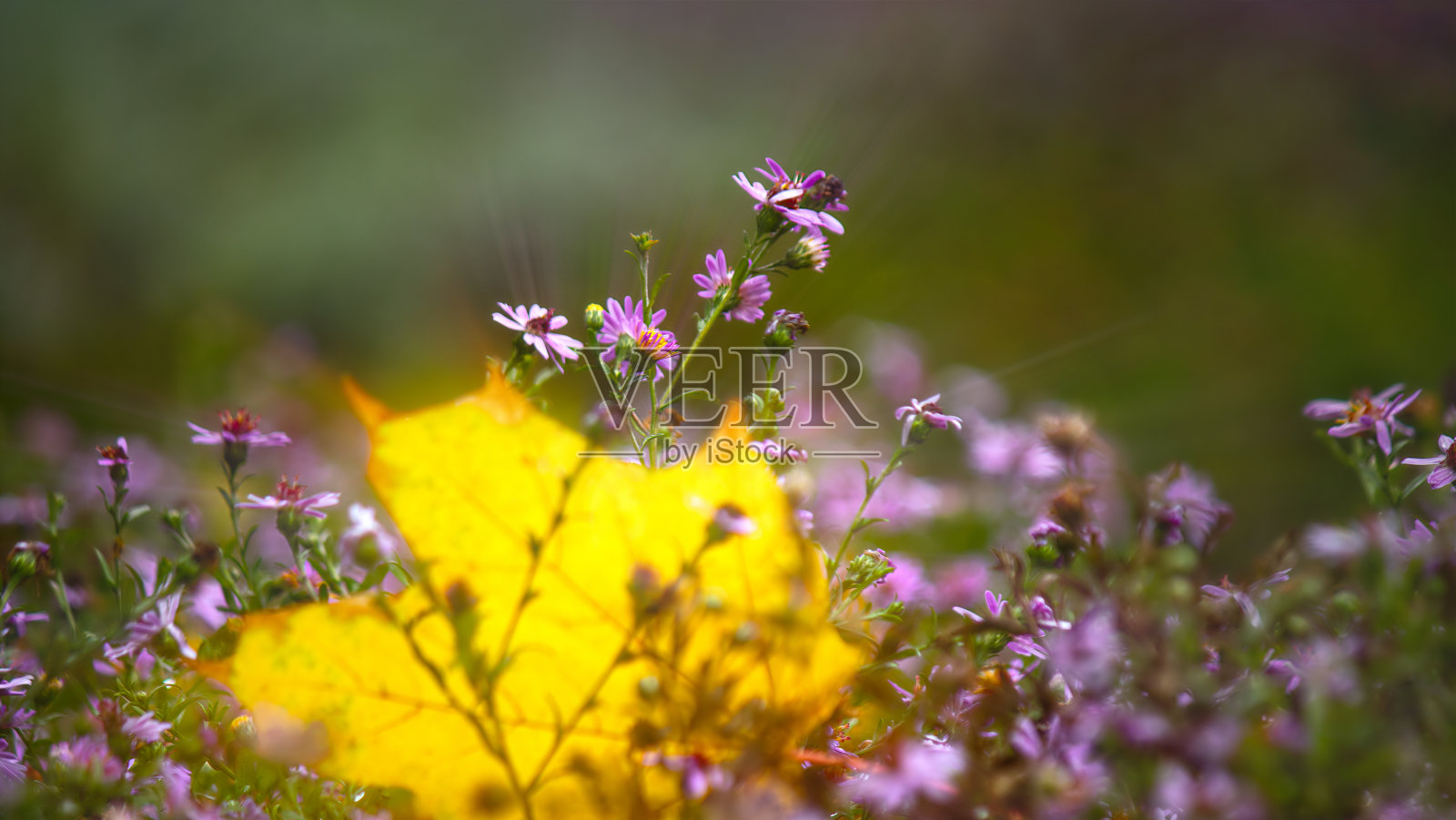 一片黄色的枫叶落成了紫色的花朵。发光效果照片摄影图片