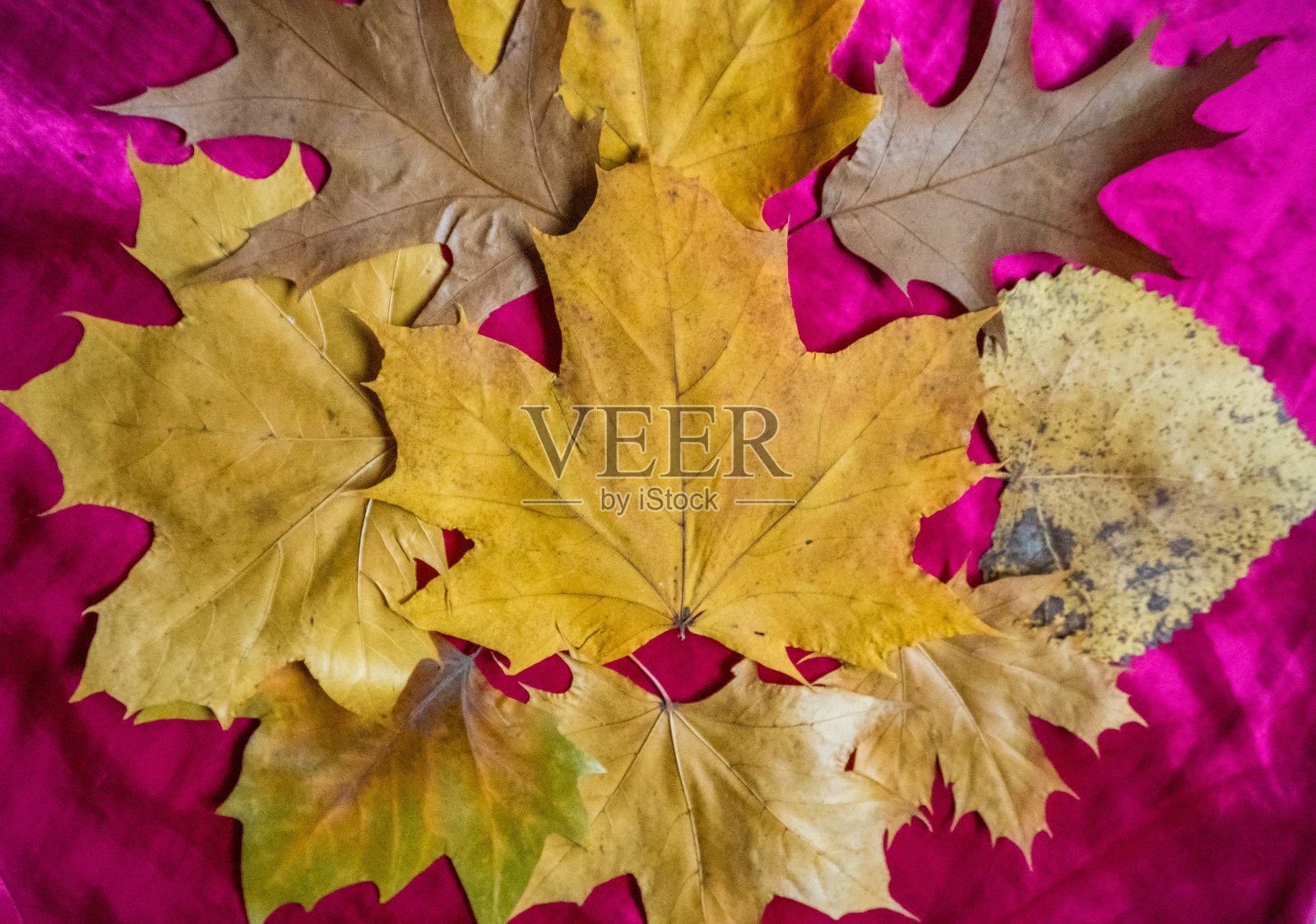 粉红色丝绸上明亮的秋叶。秋天主题的彩色明信片。照片摄影图片