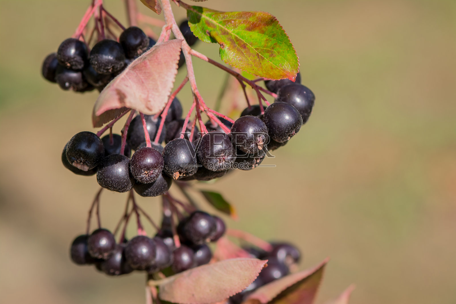 近距离拍摄野樱草灌木的叶子和浆果。照片摄影图片
