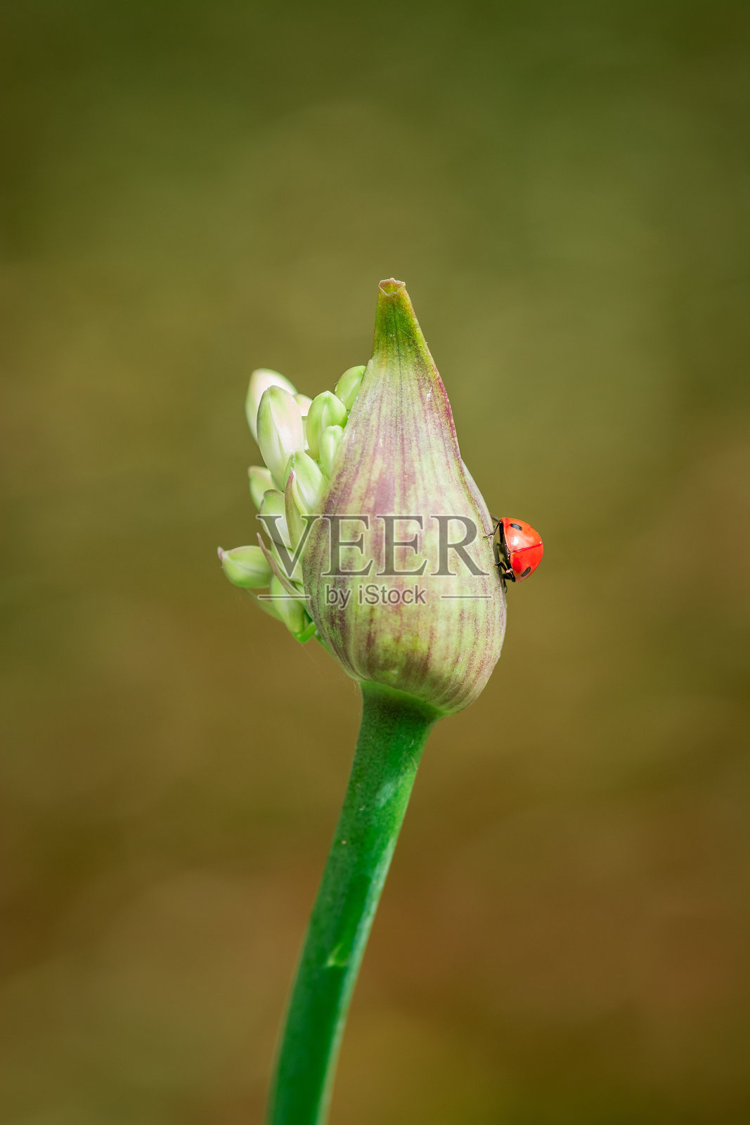 美丽的非洲百合(Agapanthus)花照片摄影图片