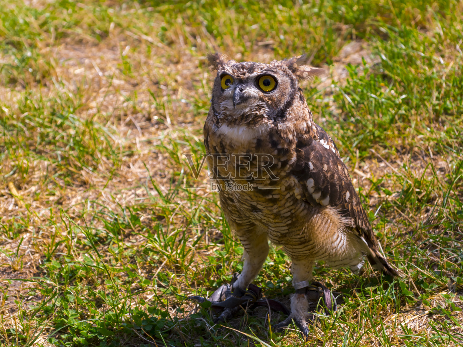 在一场鸟类表演中，地面上的非洲斑点鹰鸮照片摄影图片