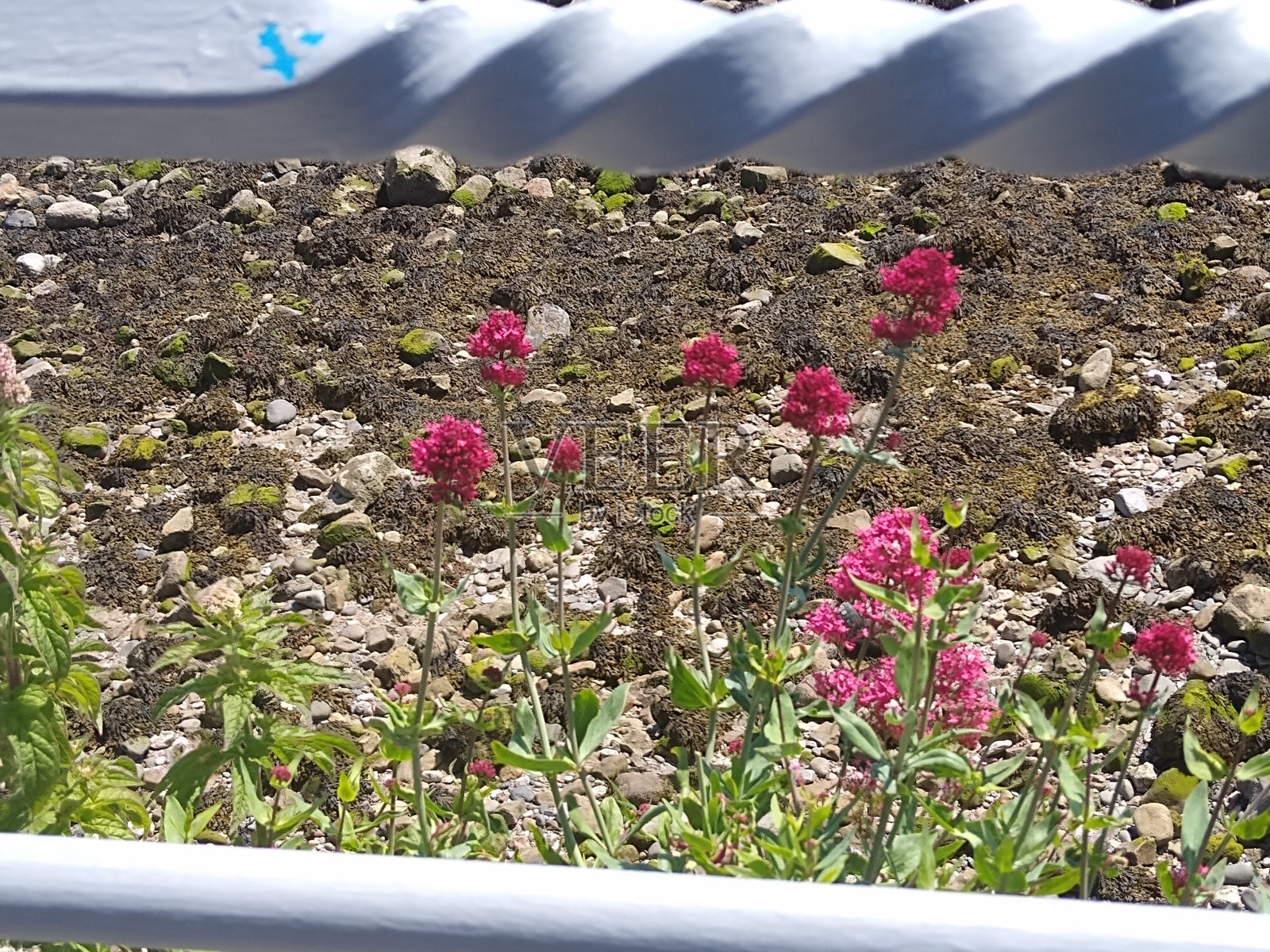 花芦荟罂粟纪念日，兰迪德诺，粉红色的花，伊甸园项目康沃尔，绿色照片摄影图片